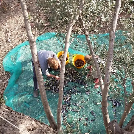 木屋 Defneland Daphne Ildiri