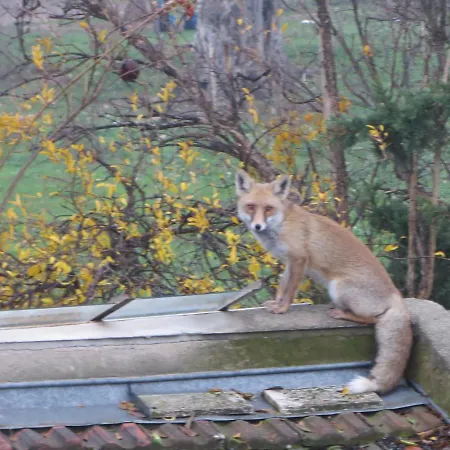 Defneland Daphne 木屋 Ildiri