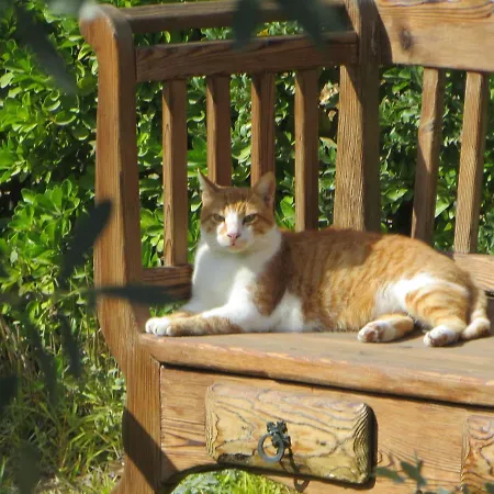 木屋 Defneland Daphne Ildiri