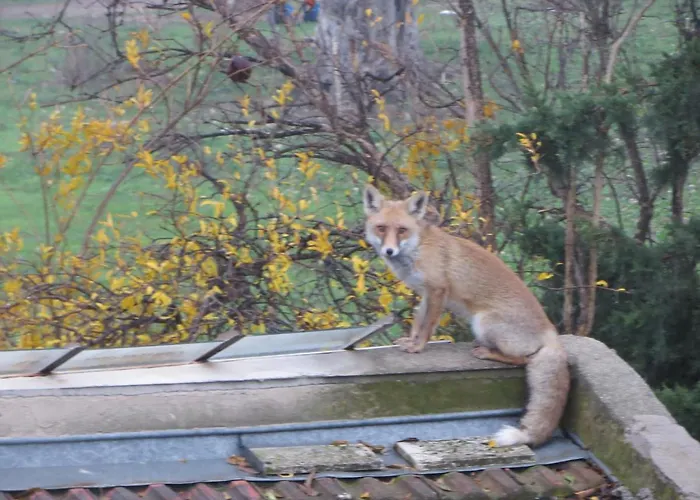 Defneland Daphne Chalet Ildiri