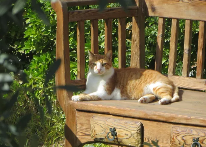 Chalet Defneland Daphne Ildiri