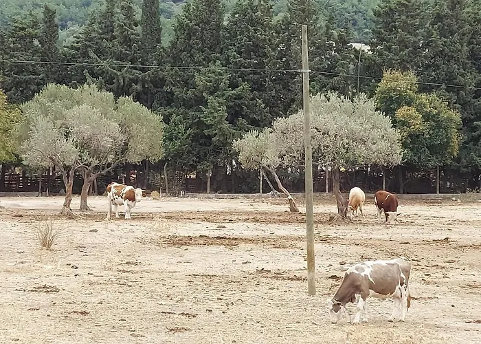 Defneland Daphne Chalet