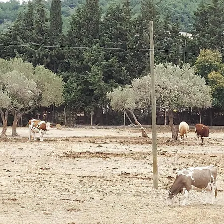 Defneland Daphne בקתה